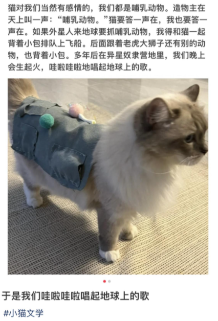 小猫文学语录 小猫文学是什么意思