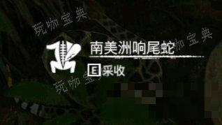 《绿色地狱》南美洲响尾蛇有什么用？